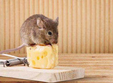 dịch vụ diệt chuột quảng ngãi