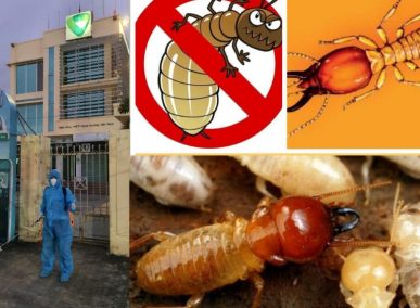 diệt côn trùng quảng ngãi