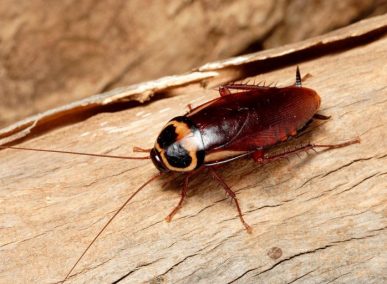 dịch vụ diệt gián