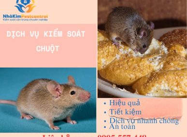 Công ty dịch vụ diệt chuột Quảng Ngãi tận gốc, hiệu quả