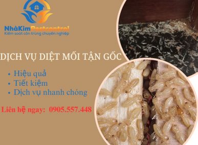 Dịch vụ diệt mối tại Quảng Ngãi tận gốc - Báo giá chi tiết