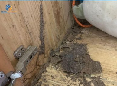 Dịch vụ diệt mối Măng Đen chất lượng - Nhà Kim Pestcontrol