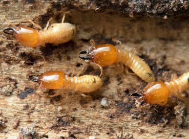 Dịch vụ phòng chống mối tại Măng Đen | Nhà Kim Pestcontrol