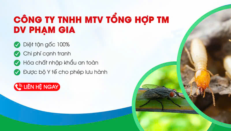 dịch vụ phòng chống mối tại măng đen